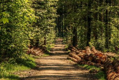 Il Parco nazionale delle Foreste Casentinesi, Monte Falterona e Campigna